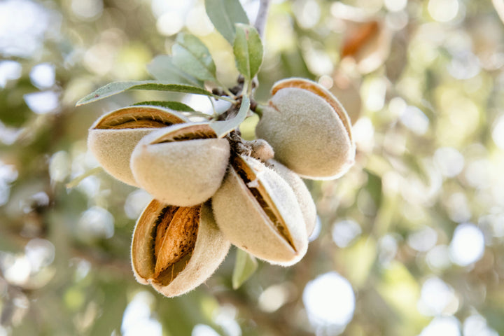 WHY WHOLE-FOOD PROTEIN IS SUPERIOR: THE HIDDEN TRUTH ABOUT PROTEIN POWDERS